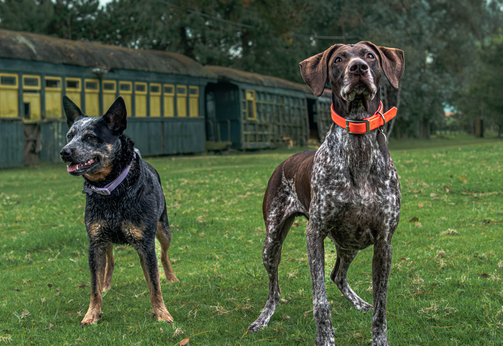 Deliciosos y Saludables Snacks Deshidratados