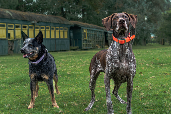 Deliciosos y Saludables Snacks Deshidratados