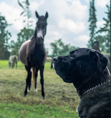 ¡Alerta peluda! Alimentos que jamás debes darle a tu perro