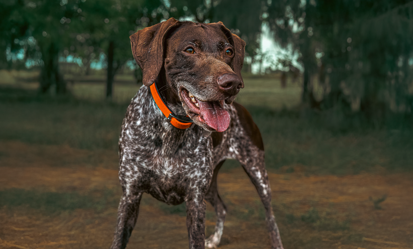 Snacks Deshidratados